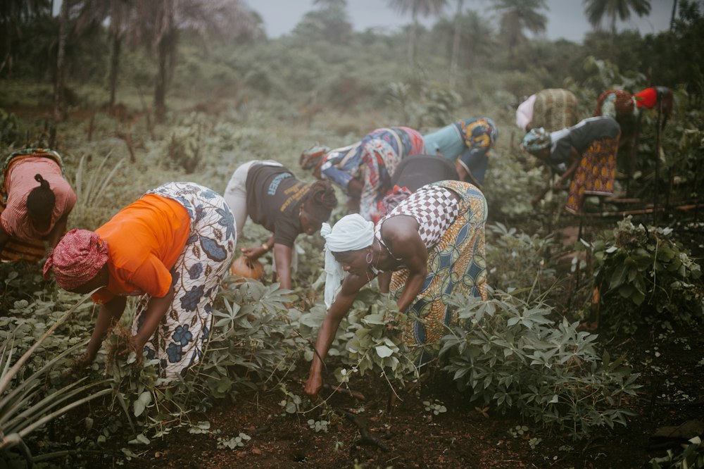 Women tending plants in a field